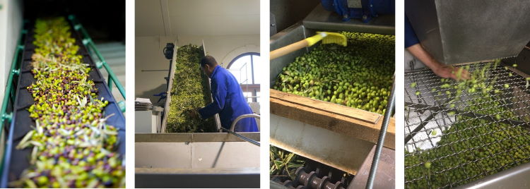 production de l'huile d'olive: tri et lavage