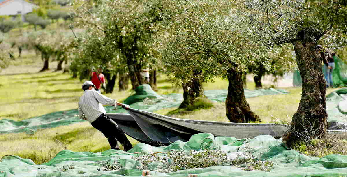 quand ramasser les olives